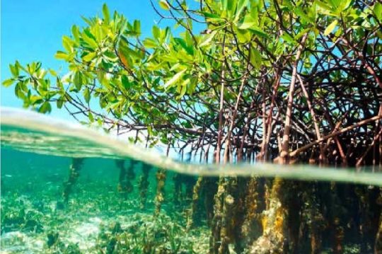 Cayman Island mangrove