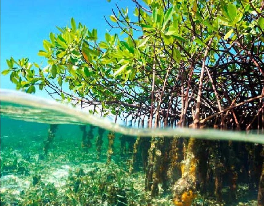 Cayman Island mangrove